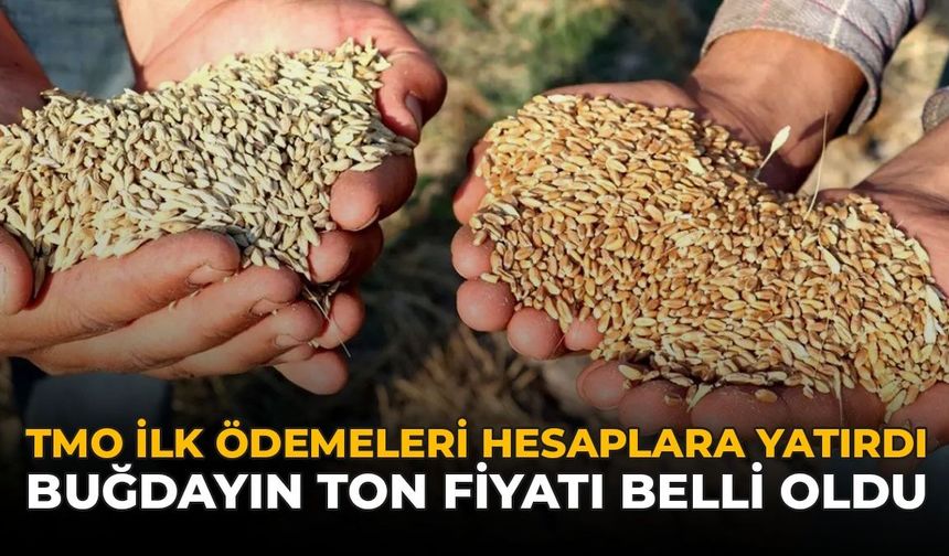 Çiftçinin Beklediği Ödeme Başladı: TMO Hesaplara Para Yatırmaya Başladı