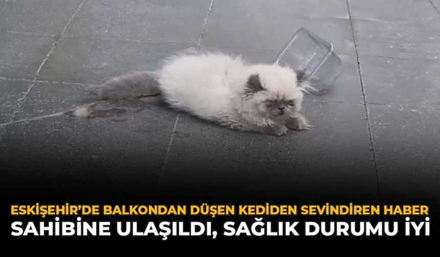 Eskişehir’de Balkondan Düşen Kediden Sevindiren Haber: Sahibine Ulaşıldı, Sağlık Durumu İyi