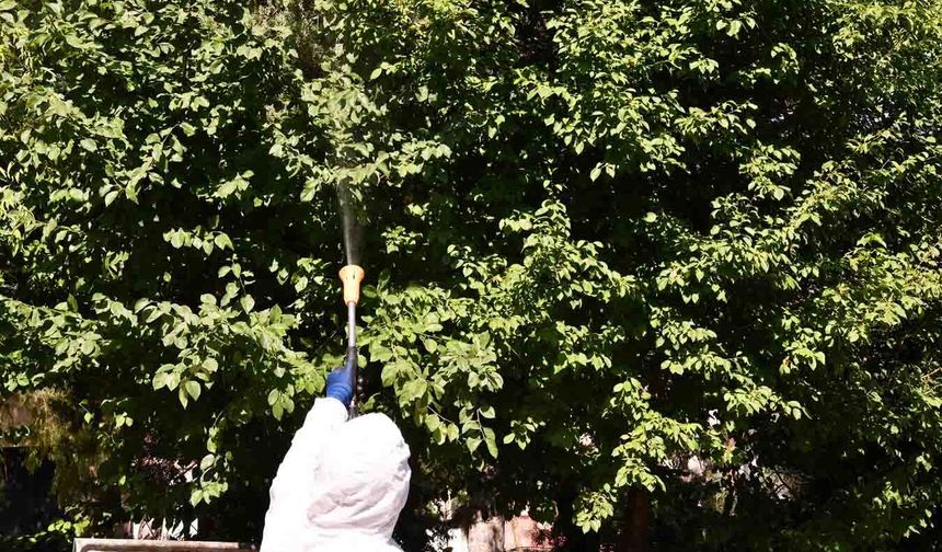 Tepebaşı'nda Parklardaki Ağaçları İlaçlama Çalışmaları Sürüyor