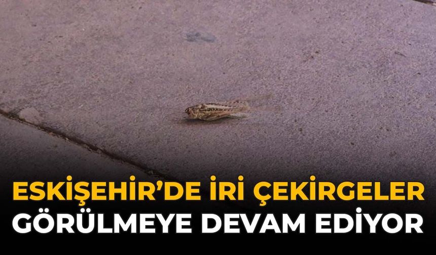 Eskişehir'de İri Çekirgeler Görülmeye Devam Ediyor