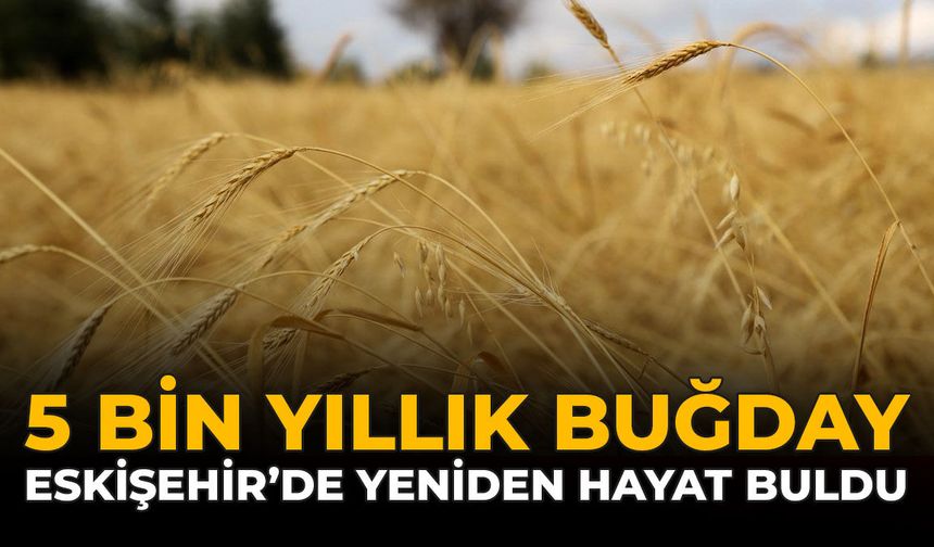 5 Bin Yıllık Buğday Eskişehir'de Yeniden Hayat Buldu