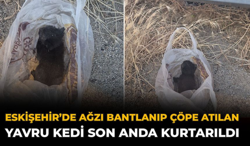 Eskişehir’de Ağzı Bantlanıp Çöpe Atılan Yavru Kedi Son Anda Kurtarıldı