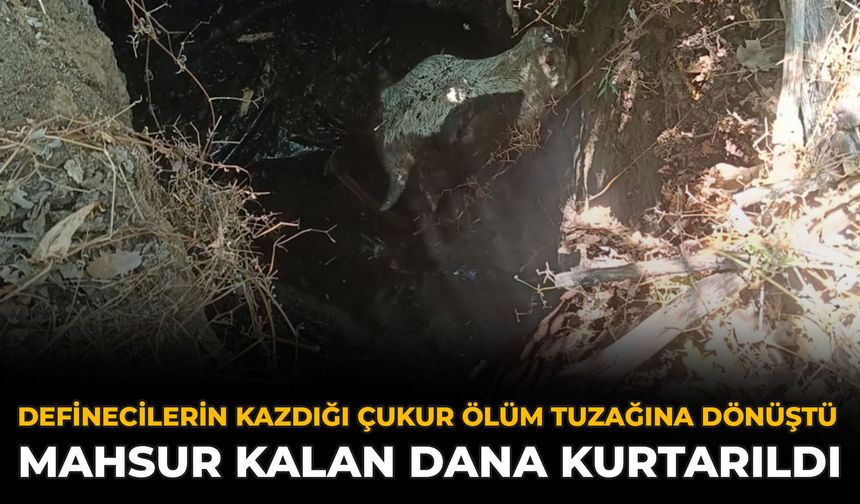 Definecilerin Kazdığı Çukur Ölüm Tuzağına Dönüştü: Mahsur Kalan Dana Kurtarıldı