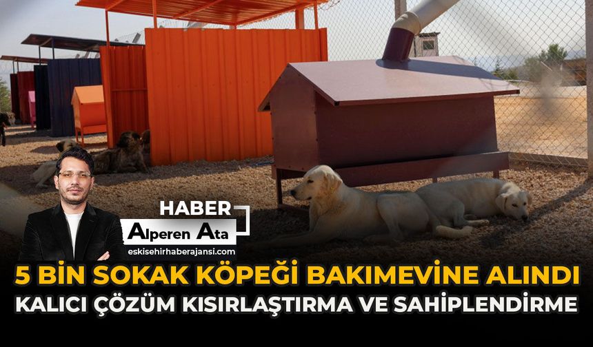5 Bin Sokak Köpeği Bakımevine Alındı: Kalıcı Çözüm Kısırlaştırma ve Sahiplendirme