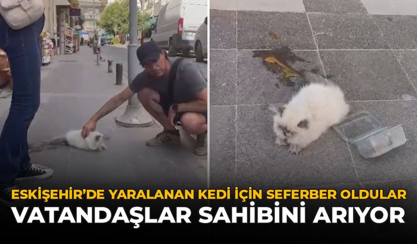 Eskişehir'de Yaralanan Kedi İçin Seferber Oldular: Vatandaşlar Sahibini Aranıyor
