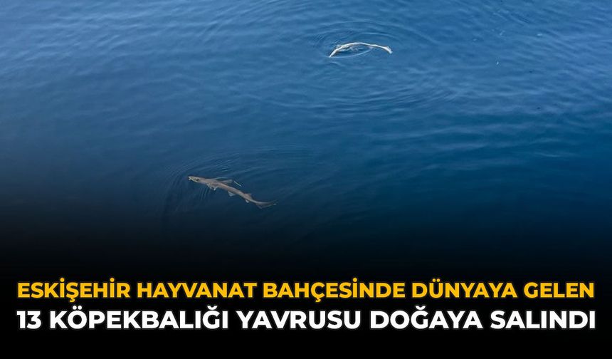 Eskişehir Hayvanat Bahçesinde Dünyaya Gelen 13 Köpek Balığı Yavrusu Doğaya Salındı