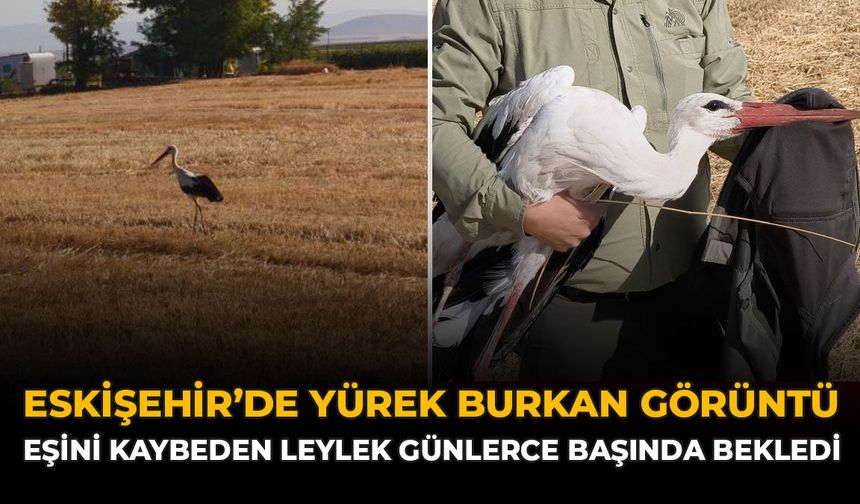 Eskişehir'de Yürek Burkan Görüntü: Eşini Kaybeden Leylek Günlerce Başında Bekledi