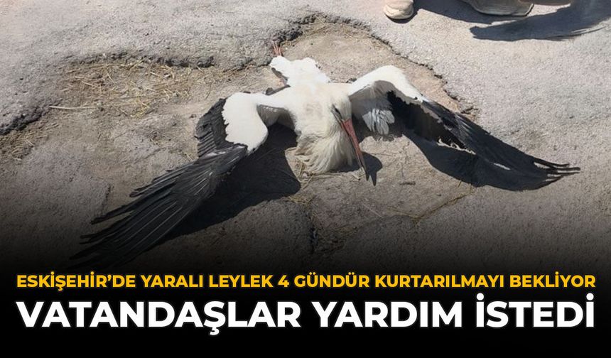 Eskişehir'de Yaralı Leylek 4 Gündür Kurtarılmayı Bekliyor: Vatandaşlar Yardım İstedi