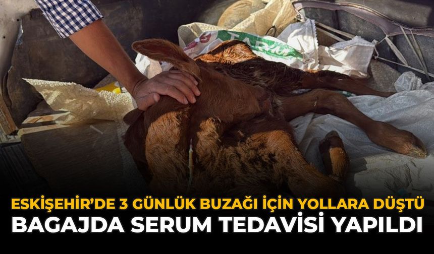 Eskişehir'de 3 Günlük Buzağı İçin Yollara Düştü : Bagajda Serum Tedavisi Yapıldı