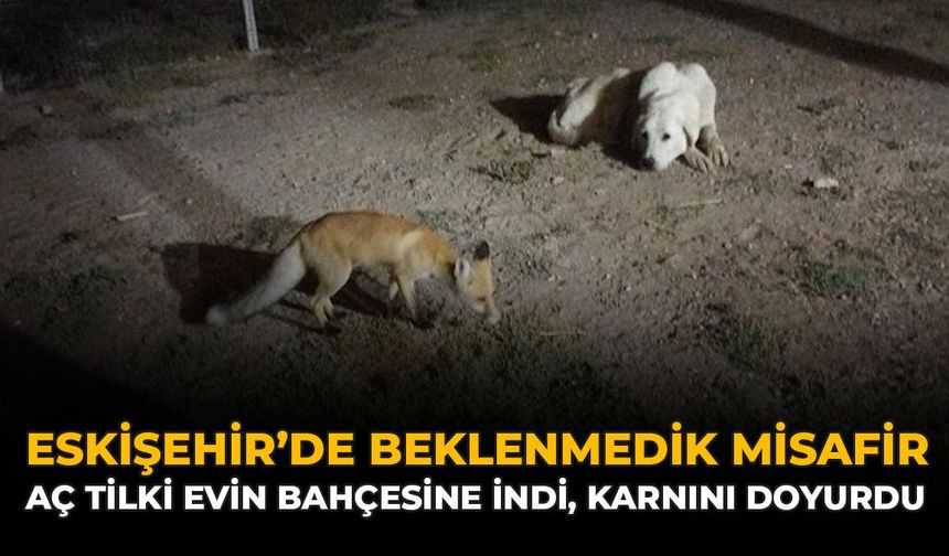 Eskişehir’de Beklenmedik Misafir: Aç Tilki Evin Bahçesine İndi, Karnını Doyurdu