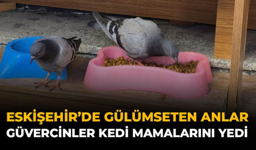 Eskişehir'de Gülümseten Anlar: Güvercinler Kedi Mamalarını Yedi