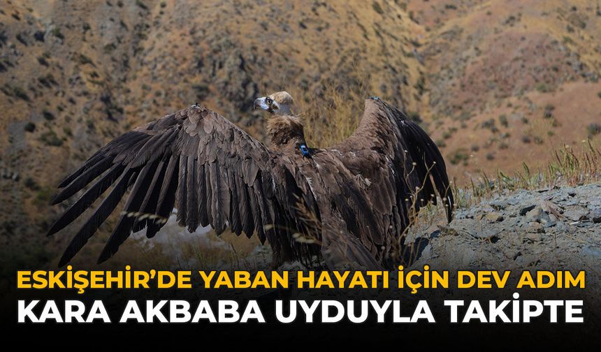 Eskişehir'de Yaban Hayatı İçin Dev Adım: Kara Akbaba Uyduyla Takipte