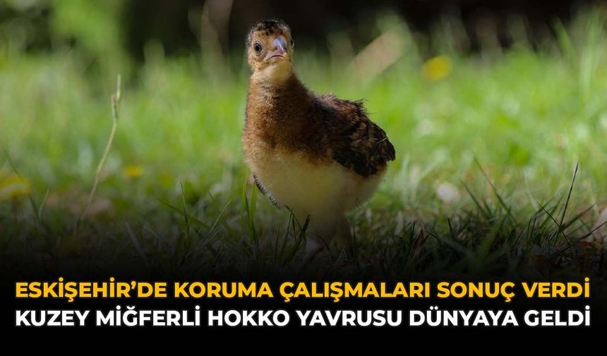 Eskişehir’de Koruma Çalışmaları Sonuç Verdi: Kuzey Miğferli Hokko Yavrusu Dünyaya Geldi