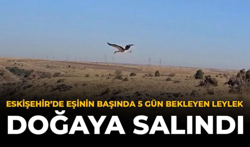 Eskişehir’de Eşinin Başında 5 Gün Bekleyen Leylek Doğaya Salındı