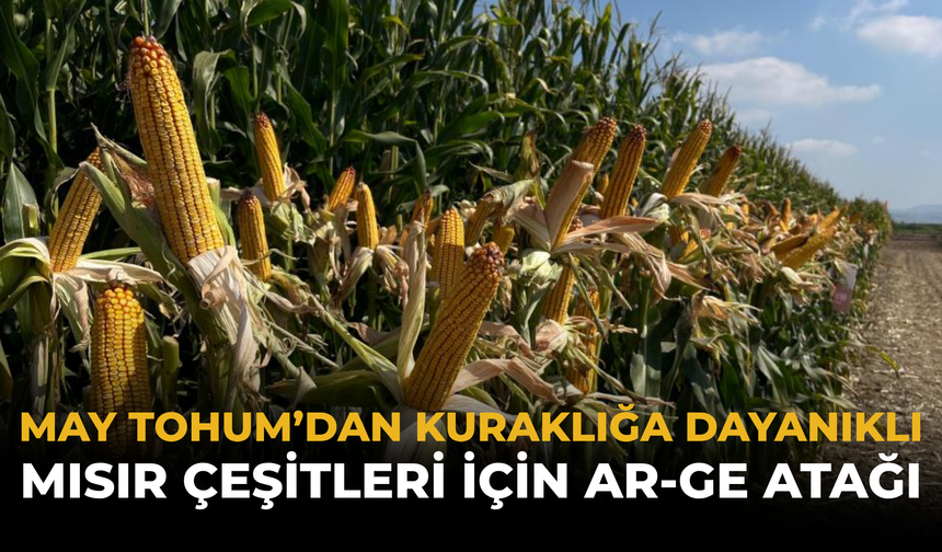 MAY Tohum’dan Kuraklığa Dayanıklı Mısır Çeşitleri İçin Ar-Ge Atağı
