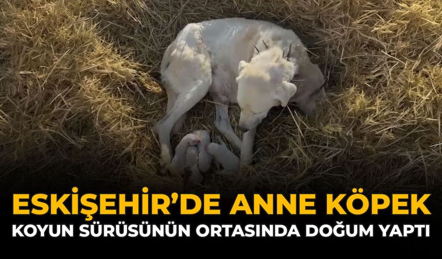 Eskişehir'de Anne Köpek Koyun Sürüsünün Ortasında Doğum Yaptı