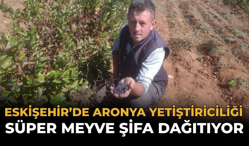 Eskişehir'de Aronya Yetiştiriciliği: “Süper Meyve” Şifa Dağıtıyor