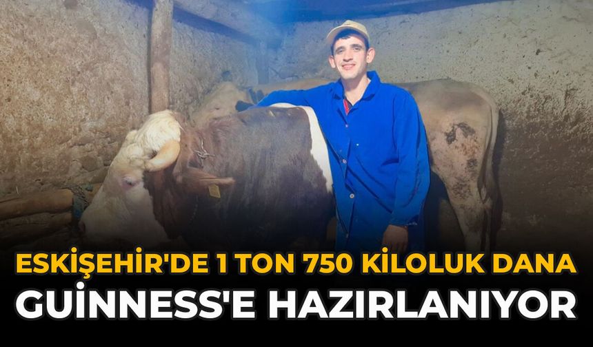 Eskişehir'de 1 Ton 750 Kiloluk Dana Guinness'e Hazırlanıyor