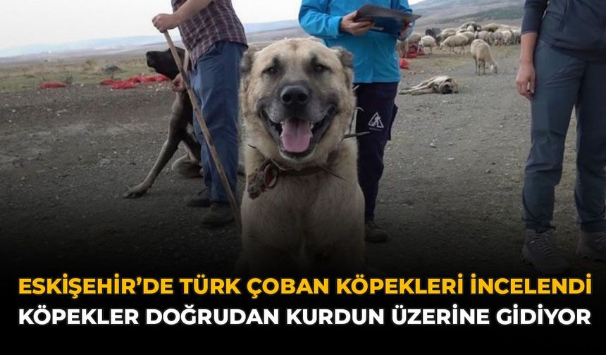 Eskişehir'de Türk Çoban Köpekleri İncelendi: "Köpekler Doğrudan Kurdun Üzerine Gidiyor"