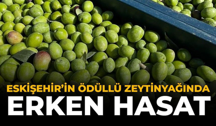 Eskişehir'in Ödüllü Zeytinyağında Erken Hasat