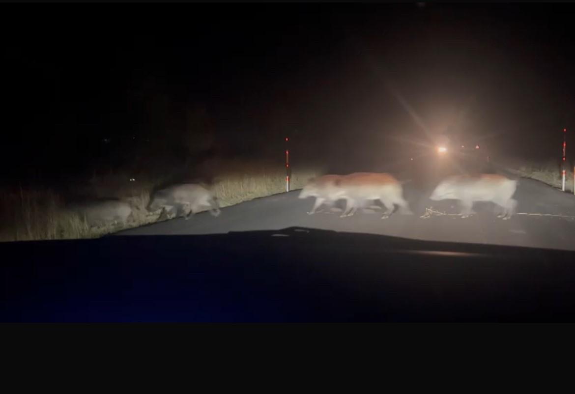 Eskişehir Yaban Domuzu 2026