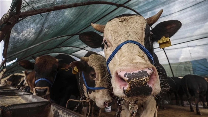 Kurban Fiyatlari 2026