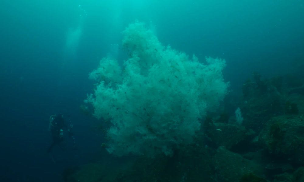 Siyah Mercan Görselleri