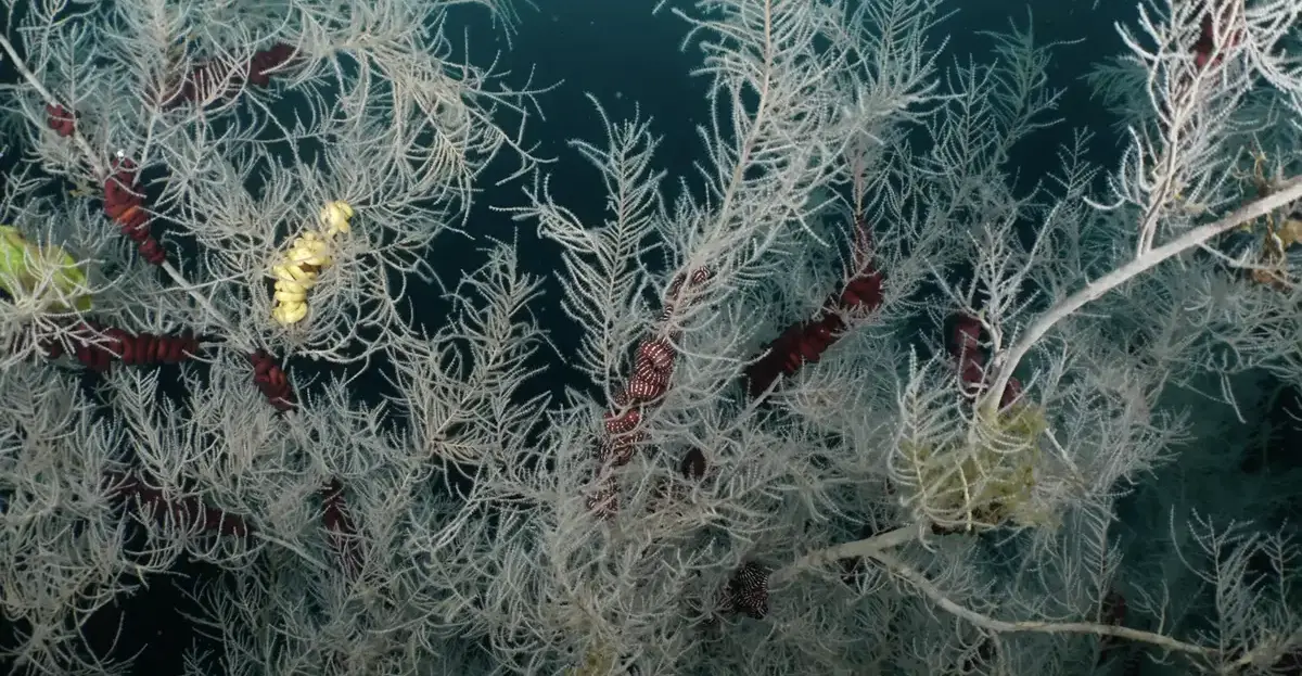 Siyah Mercan Resimleri