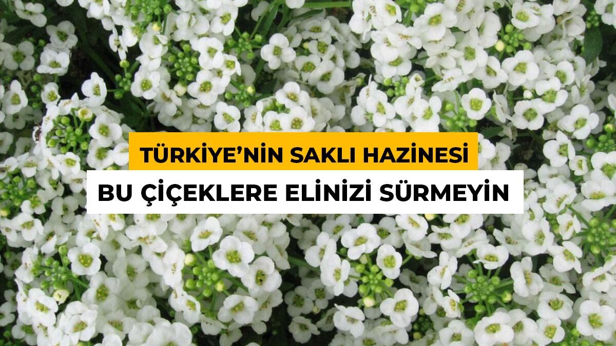 Bu Çiçeği Koparmanın Cezası 699 Bin TL: 17 Tür Birden Yetişiyor