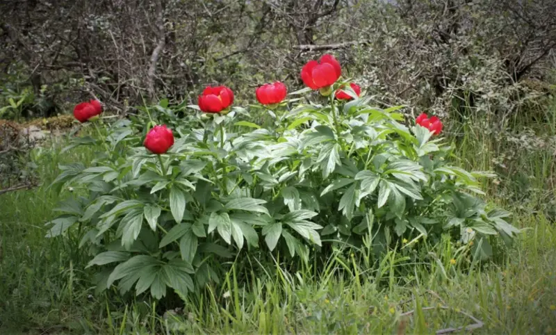 Paeonia Peregrina Sakayık (1)