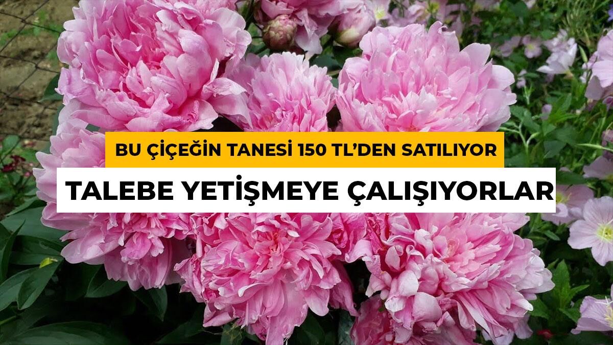 Tanesi 150 TL'ye Satılıyor: Sert Kışı Olan Şehirlerde Altına Dönüşüyor
