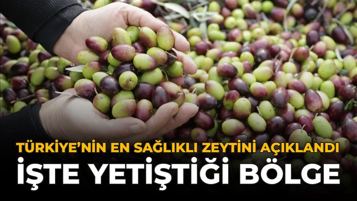 En Sağlıklı Zeytin Açıklandı: Siyah Mı Yeşil Mi Derken Cevap Bambaşka