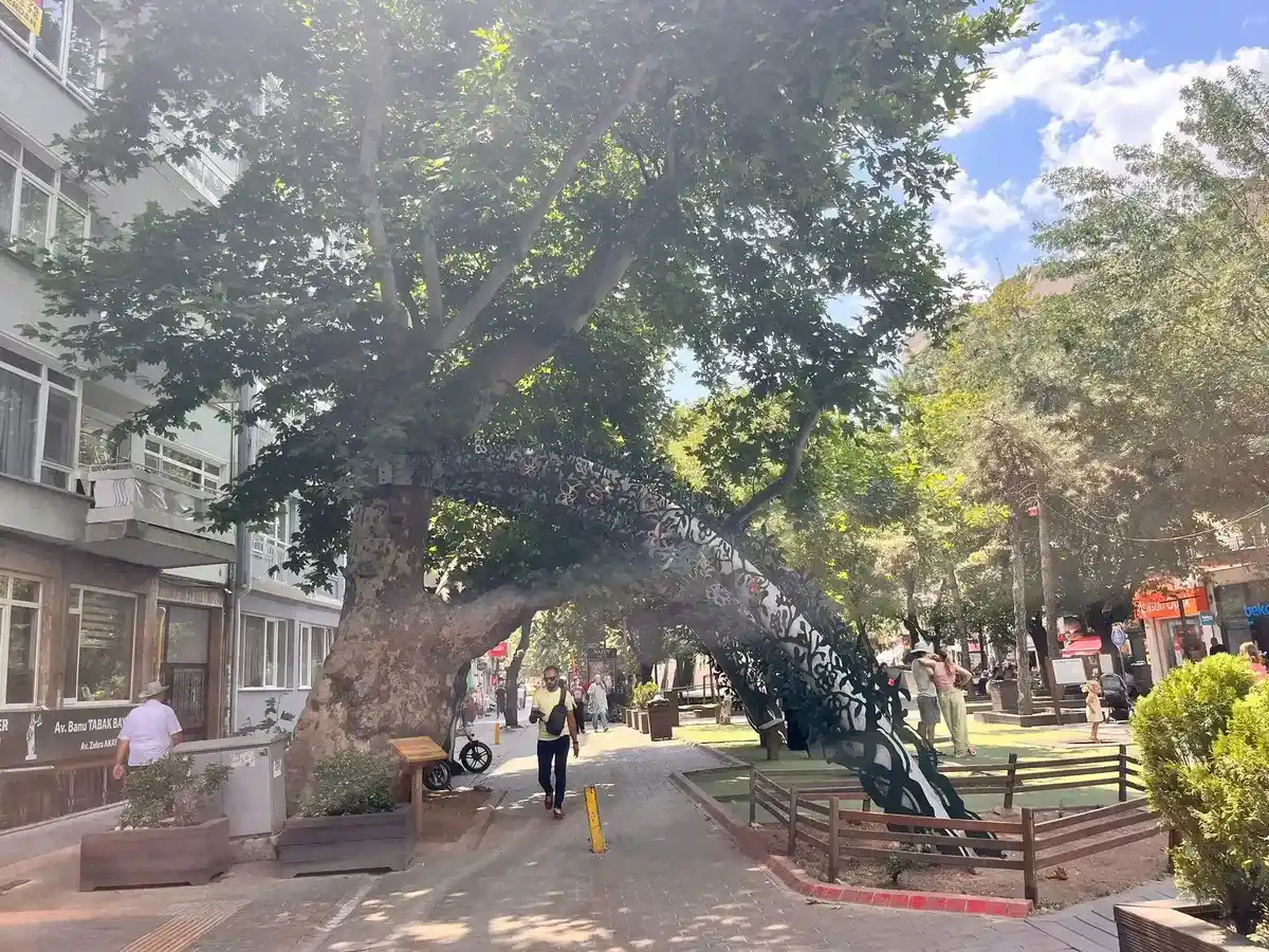 Eskişehirin En Yaşlı Ağacı
