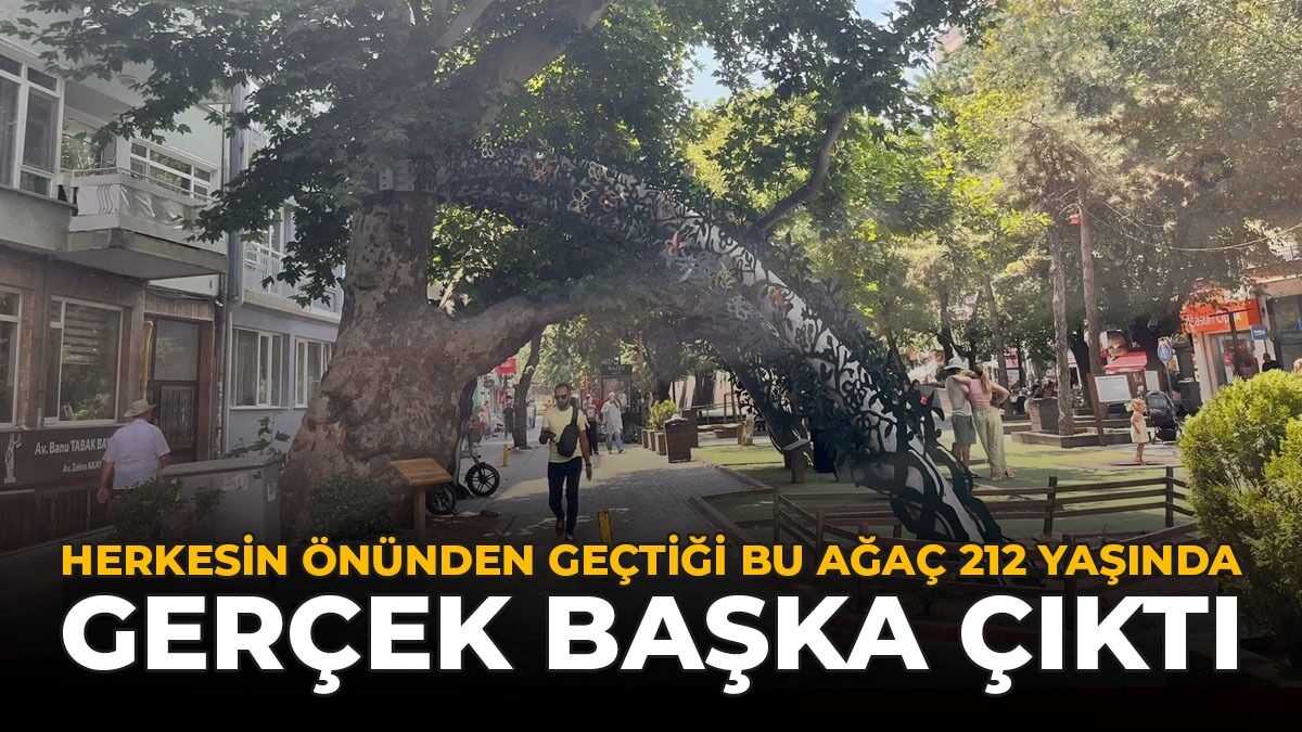 En Yaşlı Sanılan Çınar 212 Yaşında: Asıl Rekortmen Başka Çıktı