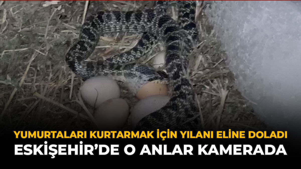 Yumurtalarını Kurtarmak İçin Yılanı Koluna Doladı: Eskişehir’de O Anlar Kamerada