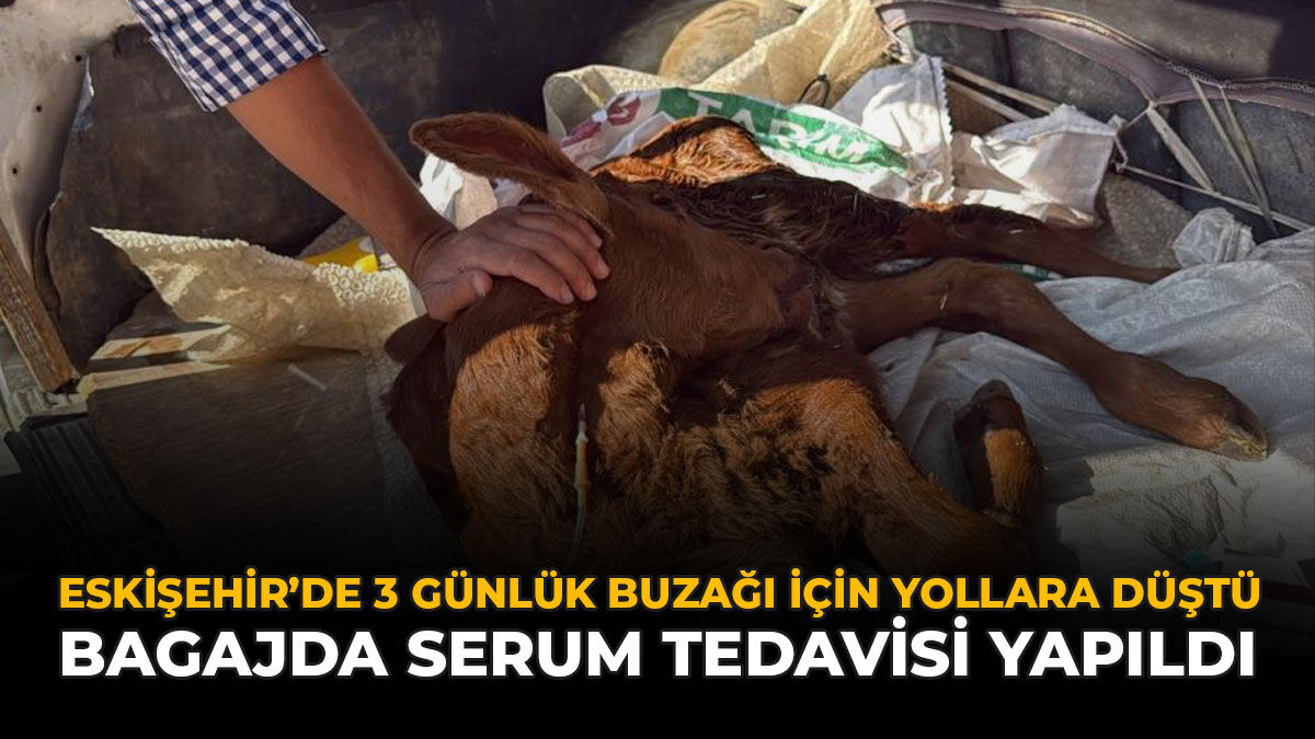 Eskişehir'de 3 Günlük Buzağı İçin Yollara Düştü : Bagajda Serum Tedavisi Yapıldı