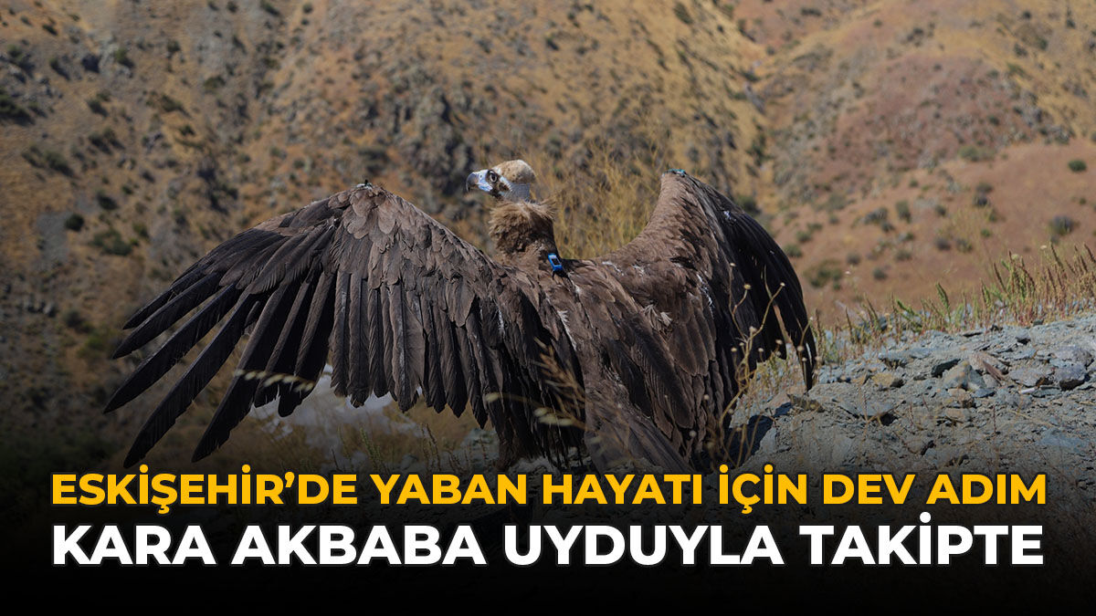 Eskişehir'de Yaban Hayatı İçin Dev Adım: Kara Akbaba Uyduyla Takipte
