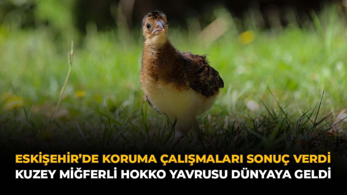 Eskişehir’de Koruma Çalışmaları Sonuç Verdi: Kuzey Miğferli Hokko Yavrusu Dünyaya Geldi