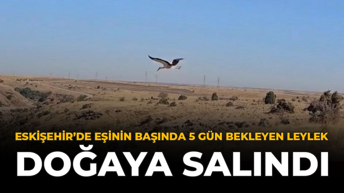 Eskişehir’de Eşinin Başında 5 Gün Bekleyen Leylek Doğaya Salındı