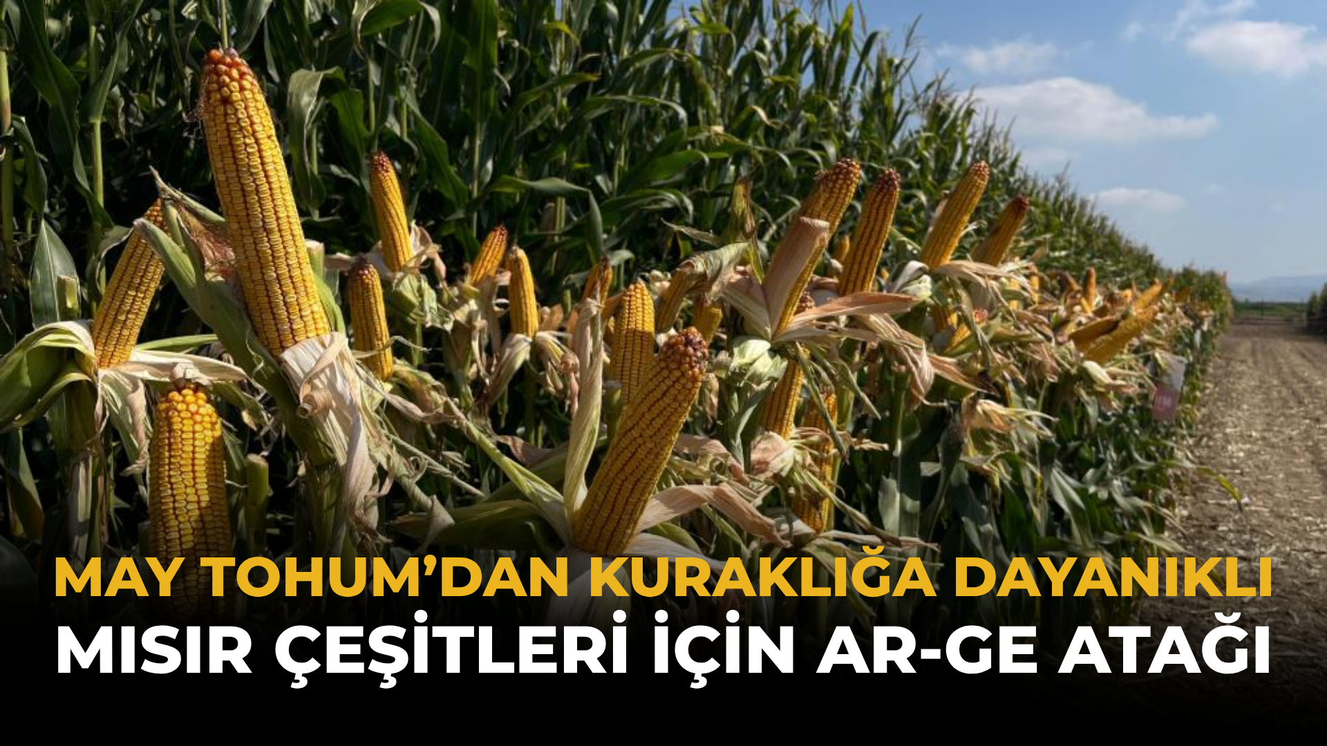 MAY Tohum’dan Kuraklığa Dayanıklı Mısır Çeşitleri İçin Ar-Ge Atağı